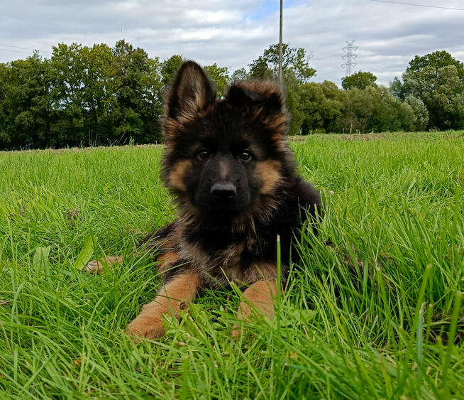 Owczarek niemiecki długowłosy - SZCZENIĘTA FCI