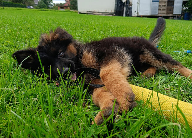 Owczarek niemiecki długowłosy - SZCZENIĘTA FCI