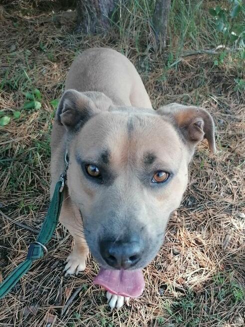 KARAT młody masywny pies poleca się do adopcji