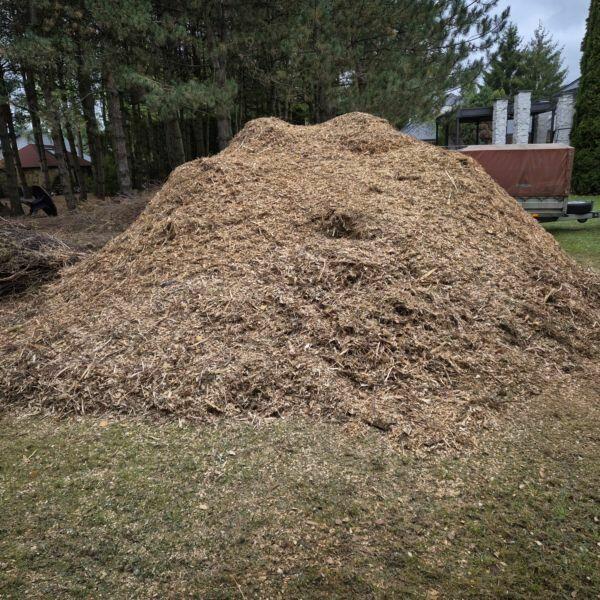 Tegoroczna zrębka z tui