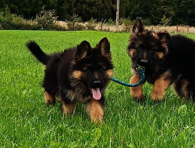 Owczarek niemiecki długowłosy - SZCZENIĘTA FCI