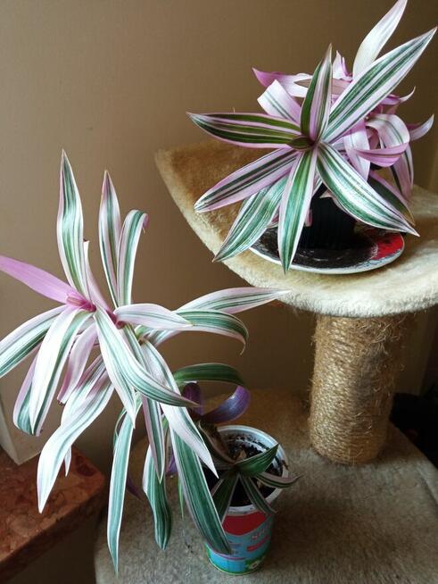 Patyczaki i inne kwiatki po 10 zł