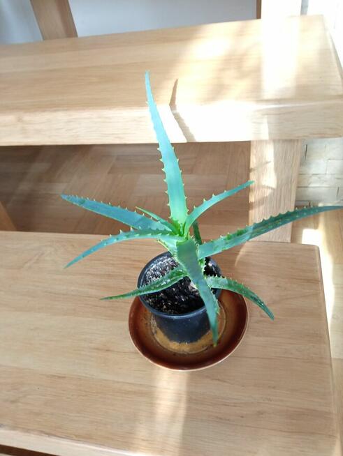 Patyczaki i inne kwiatki po 10 zł