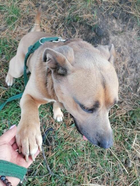 KARAT młody masywny pies poleca się do adopcji