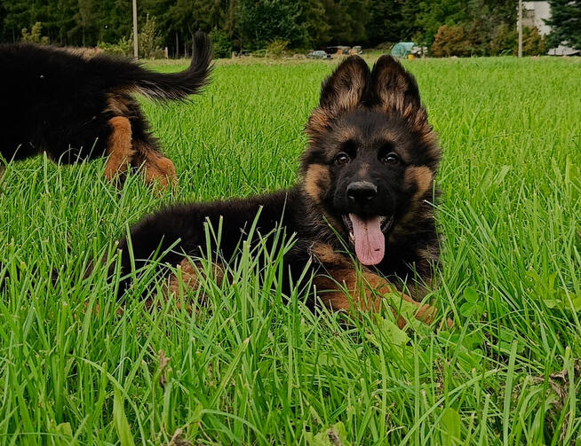 Owczarek niemiecki długowłosy - SZCZENIĘTA FCI