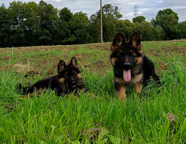 Owczarek niemiecki długowłosy - SZCZENIĘTA FCI