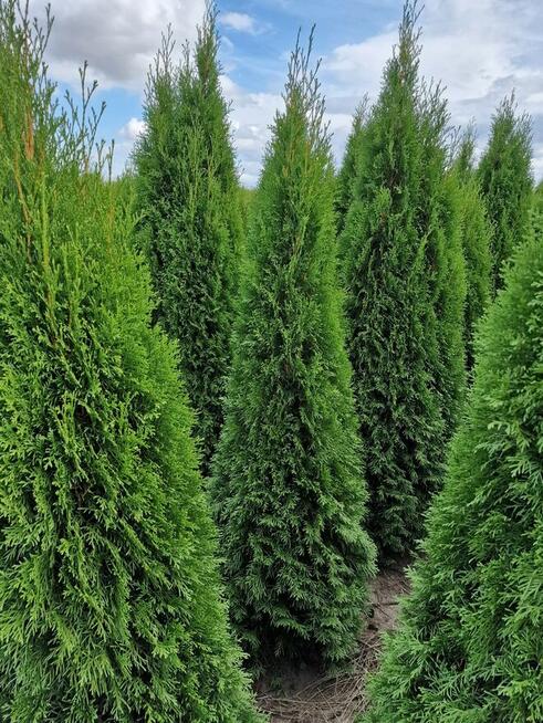 TUJE SZMARAGD -30% SADŹ JUŻ TERAZ – nie czekaj do wiosny!