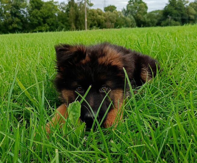 Owczarek niemiecki długowłosy - SZCZENIĘTA FCI