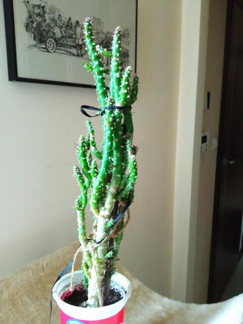 Patyczaki i inne kwiatki po 10 zł