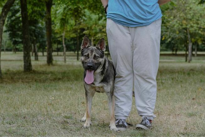 Amber-młody aktywny pies do adopcji