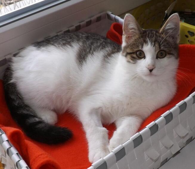 Chłopaki słodziaki 6 mies, po kastracji