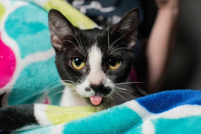 Drobniutka kotka Głupawka szuka Domu Na Zawsze