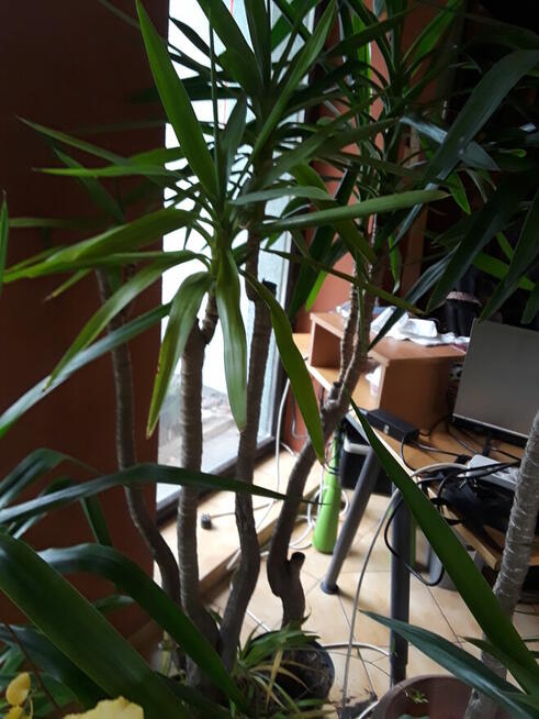 Kwiaty doniczkowe Yuki Monstery, Draceny duże i małe