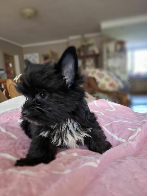 Yorkshire terrier czarny xs