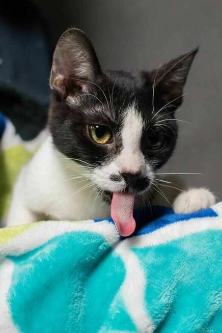 Drobniutka kotka Głupawka szuka Domu Na Zawsze