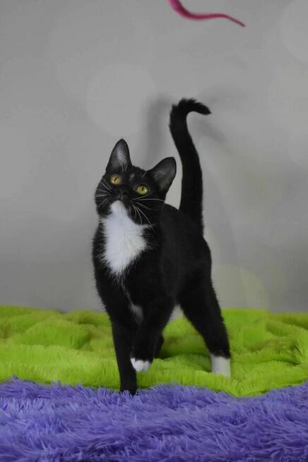 Mrówczynka - mała kocia modelka szuka domu ^-^