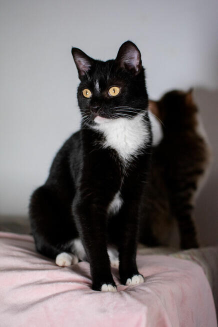 Mrówczynka - mała kocia modelka szuka domu ^-^