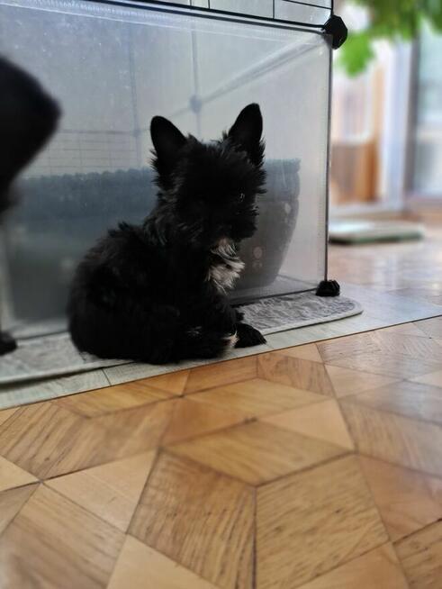 Yorkshire terrier czarny xs