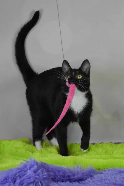 Mrówczynka - mała kocia modelka szuka domu ^-^