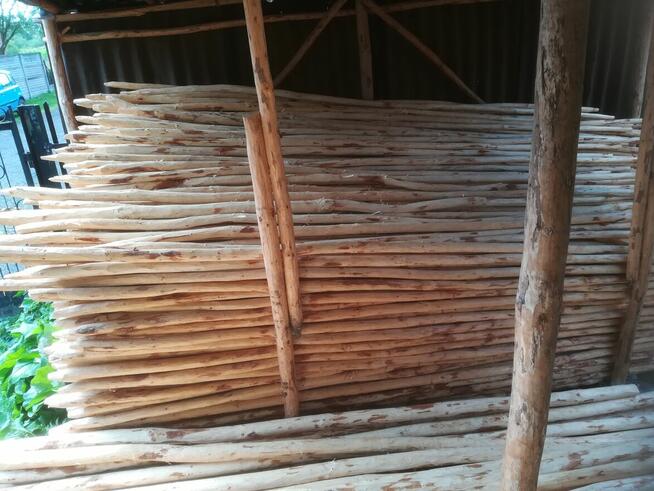 Palik tyczki do drzewek, malin i na ogrodzenie