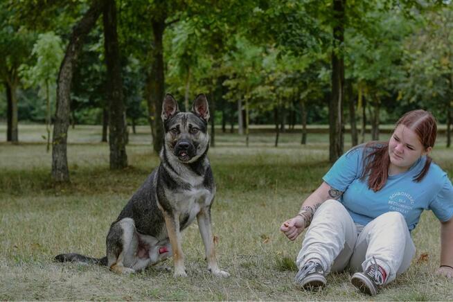 Amber-młody aktywny pies do adopcji