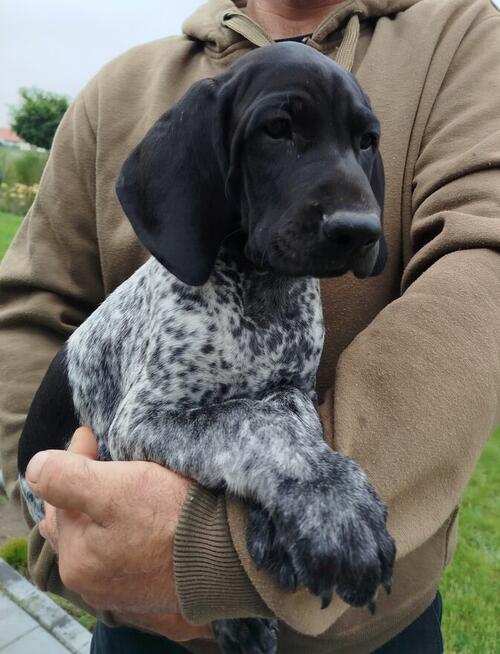 Wyżeł niemiecki krótkowłosy