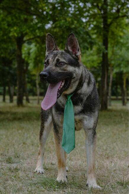 Amber-młody aktywny pies do adopcji