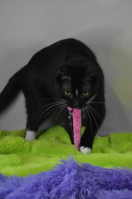 Mrówczynka - mała kocia modelka szuka domu ^-^