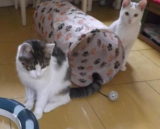 Chłopaki słodziaki 6 mies, po kastracji