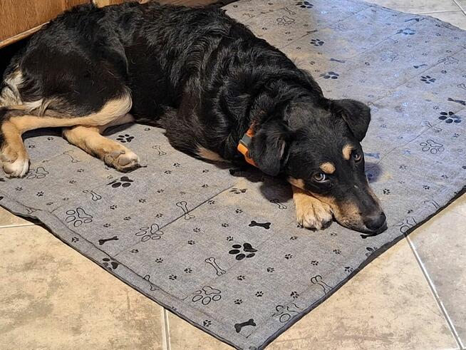 Szczeniak GOJA czeka na dom