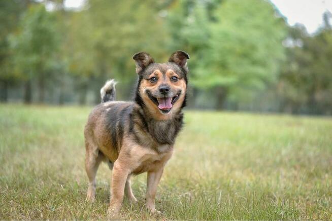 Pimpek-pies z charakterem czeka na świadomy i cierpliwy dom