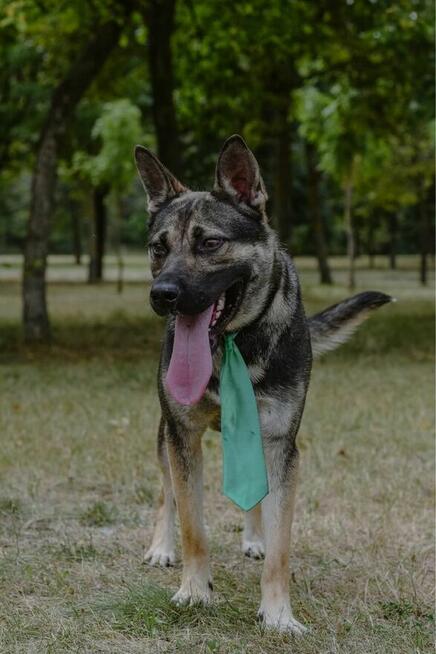 Amber-młody aktywny pies do adopcji