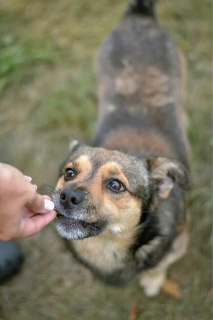 Pimpek-pies z charakterem czeka na świadomy i cierpliwy dom
