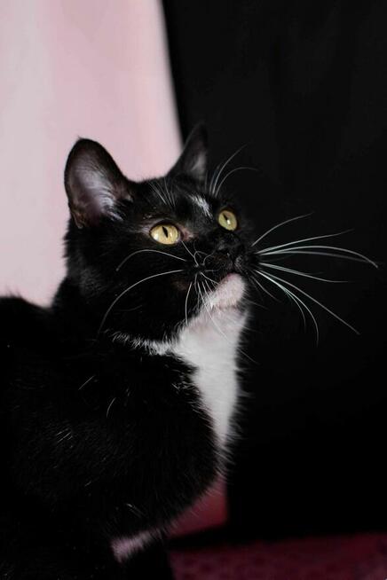 Mrówczynka - mała kocia modelka szuka domu ^-^