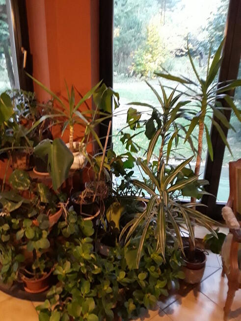 Kwiaty doniczkowe Yuki Monstery, Draceny duże i małe