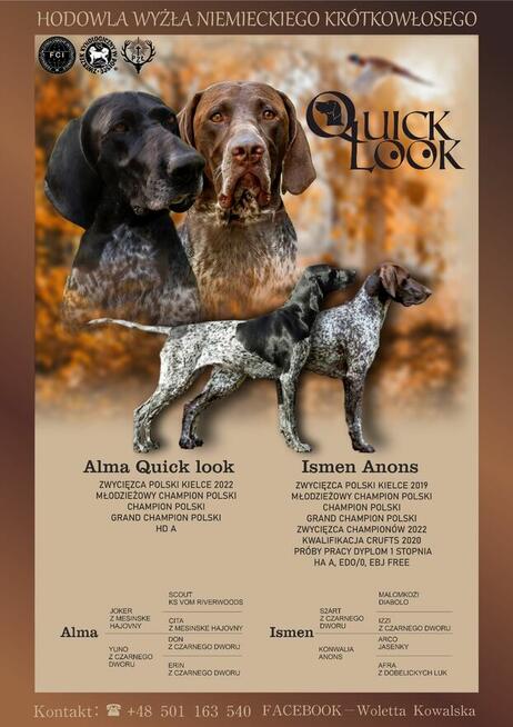 Wyżeł niemiecki krótkowłosy