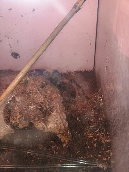 Ptasznik z terrarium