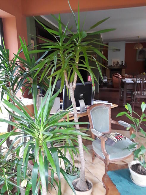 Kwiaty doniczkowe Yuki Monstery, Draceny duże i małe