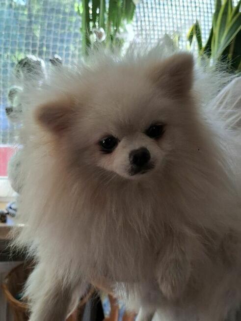 Piękny Pameranian misiek