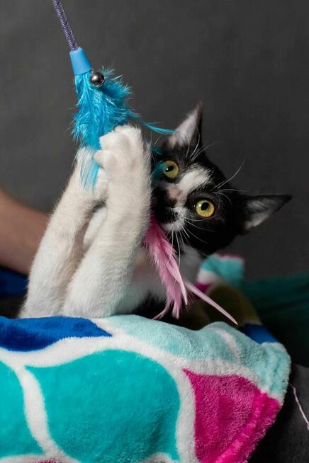 Drobniutka kotka Głupawka szuka Domu Na Zawsze