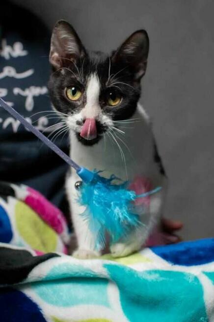 Drobniutka kotka Głupawka szuka Domu Na Zawsze