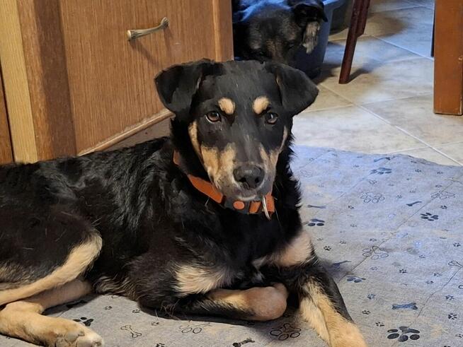 Szczeniak GOJA czeka na dom