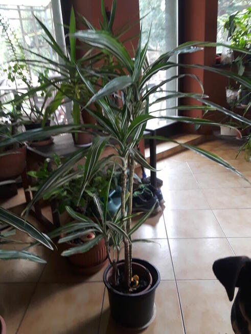 Kwiaty doniczkowe Yuki Monstery, Draceny duże i małe