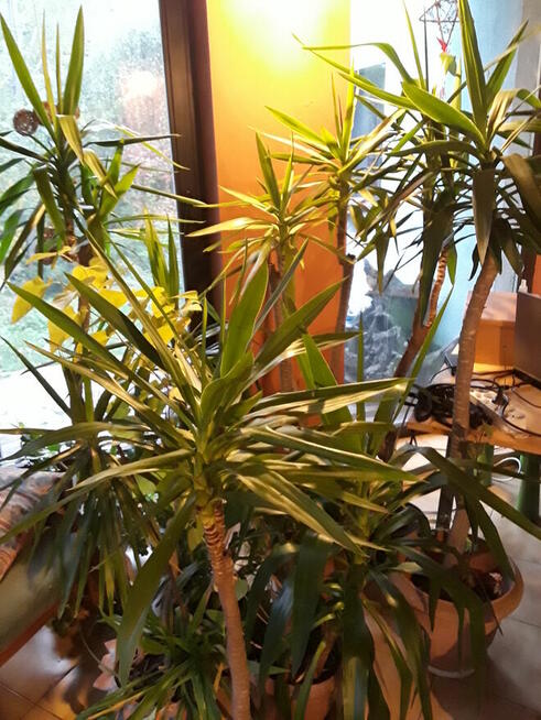 Kwiaty doniczkowe Yuki Monstery, Draceny duże i małe