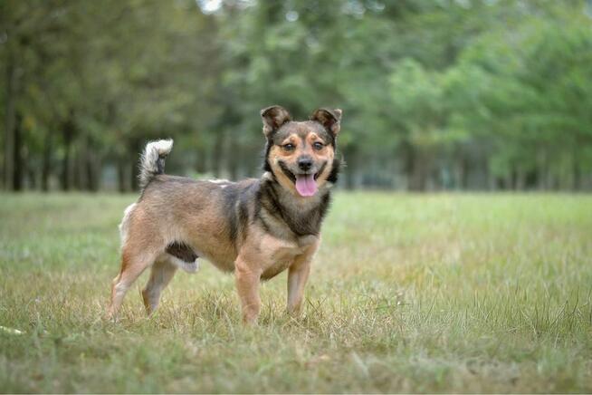 Pimpek-pies z charakterem czeka na świadomy i cierpliwy dom