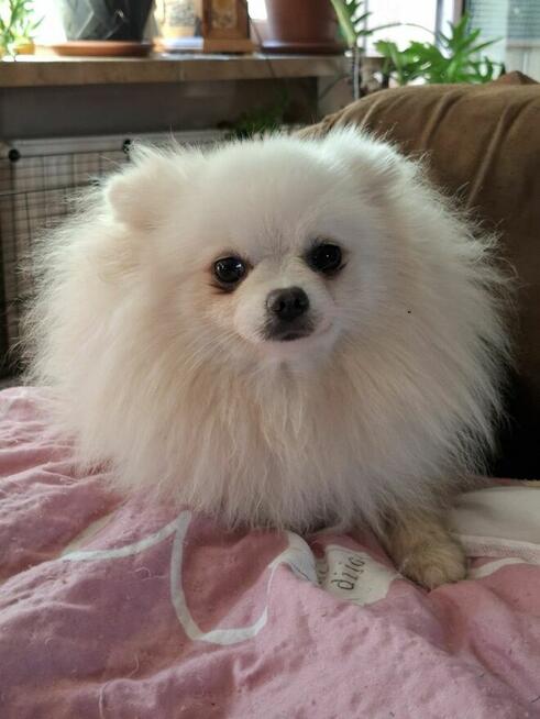 Piękny Pameranian misiek