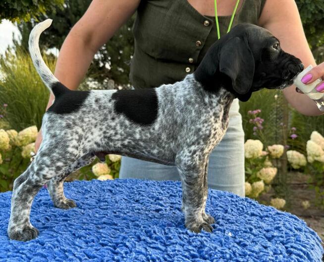 Wyżeł niemiecki krótkowłosy