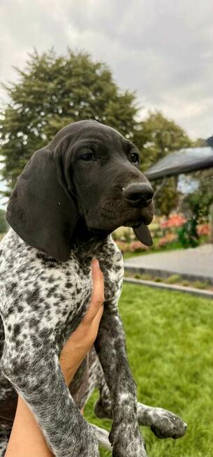 Wyżeł niemiecki krótkowłosy