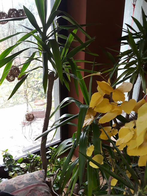 Kwiaty doniczkowe Yuki Monstery, Draceny duże i małe