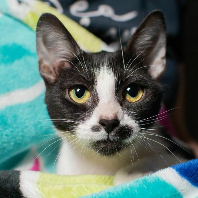 Drobniutka kotka Głupawka szuka Domu Na Zawsze